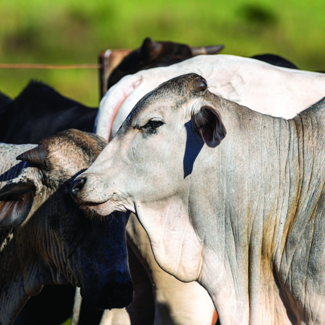 Animal Products