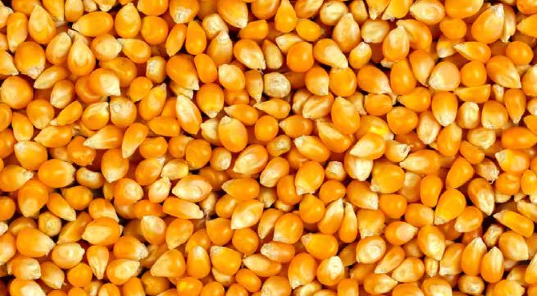 Maize