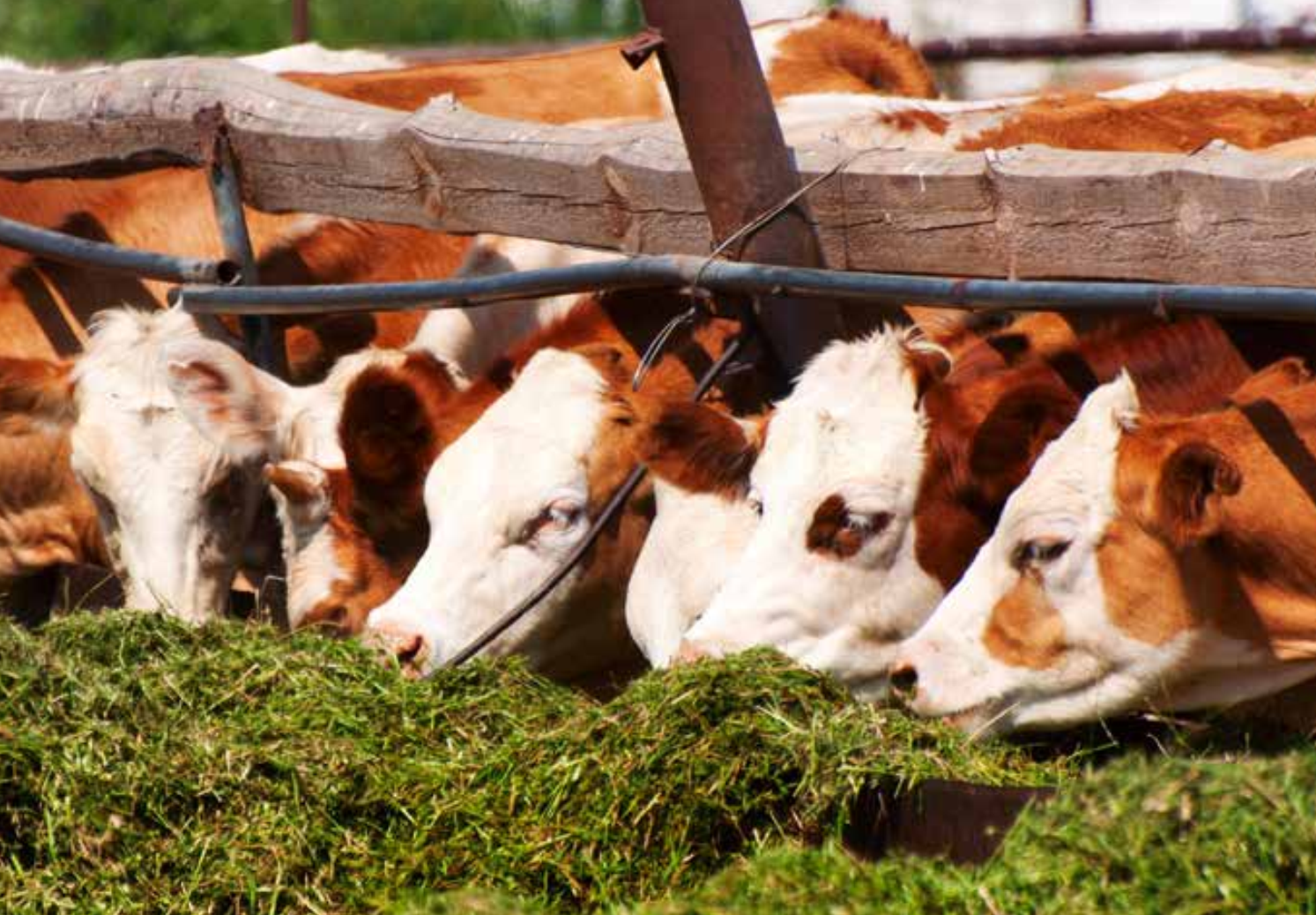 Silage